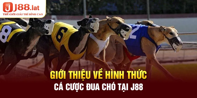 Giới thiệu về hình thức cá cược đua chó tại J88