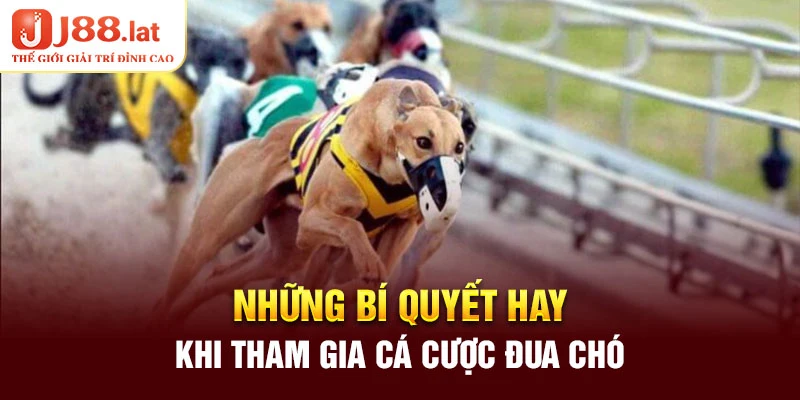 Những bí quyết hay khi tham gia cá cược đua chó