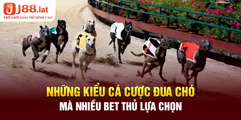 Những kiểu cá cược đua chó mà nhiều bet thủ lựa chọn